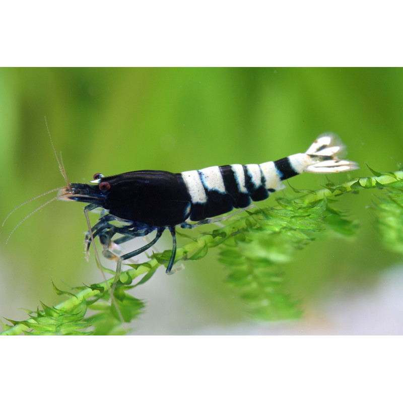 Caridina sp. black & white crystal - 1 - 1.5 cm