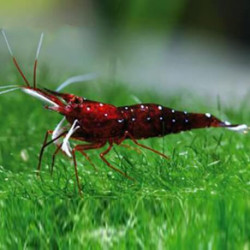 Caridina sp. cardinal - 1 - 1.5 cm