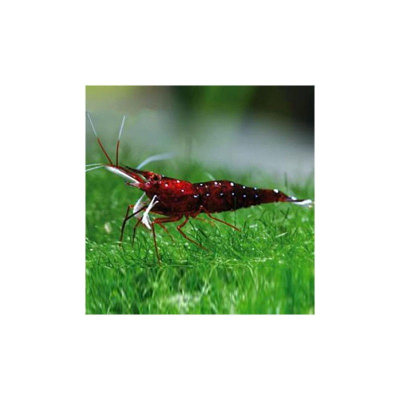 Caridina sp. cardinal - 1 - 1.5 cm