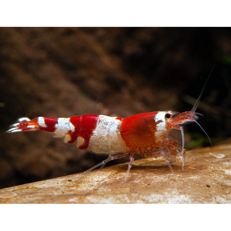 Caridina sp. crystal red - 1.5 cm