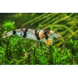 Caridina sp. raccoon tiger - 1 - 1.5 cm
