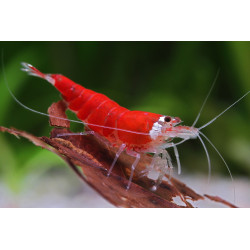 Caridina sp. super red - 1 - 1.5 cm