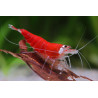 Caridina sp. super red - 1 - 1.5 cm