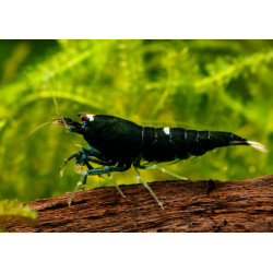 Caridina taiwan bee king kong - 1 - 1.3 cm