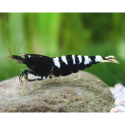 Caridina Taiwan bee pinto black - 1 - 1.3 cm