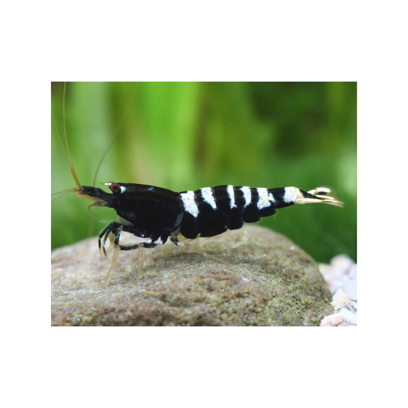 Caridina Taiwan bee pinto black - 1 - 1.3 cm
