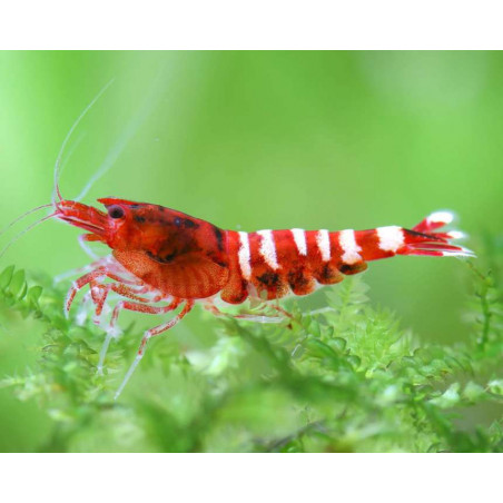 Caridina Taiwan bee pinto red - 1 - 1.3 cm