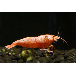 Caridina Taiwan bee red bolt - 1 - 1.3 cm