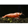 Caridina Taiwan bee red bolt - 1 - 1.3 cm