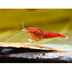 Caridina taiwan bee ruby red - 1 - 1.3 cm