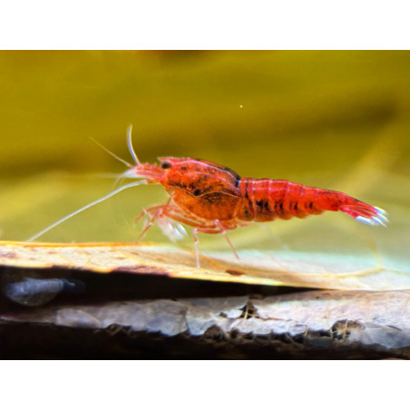 Caridina taiwan bee ruby red - 1 - 1.3 cm