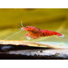 Caridina taiwan bee ruby red - 1 - 1.3 cm