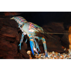 Cherax quadricarinatus blue - 4 - 5 cm