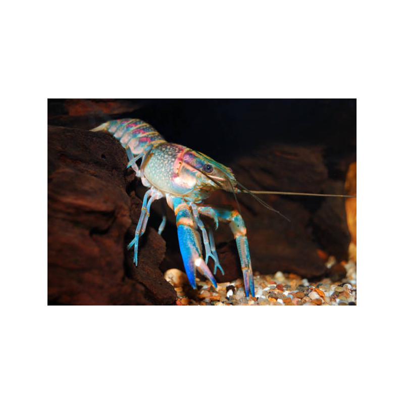 Cherax quadricarinatus blue - 4 - 5 cm