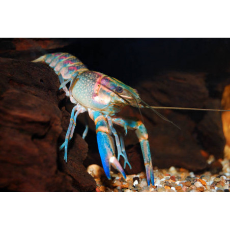 Cherax quadricarinatus blue - 4 - 5 cm