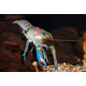 Cherax quadricarinatus blue - 4 - 5 cm