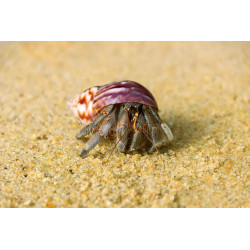 Coenobita sp. - 2.5 - 3 cm