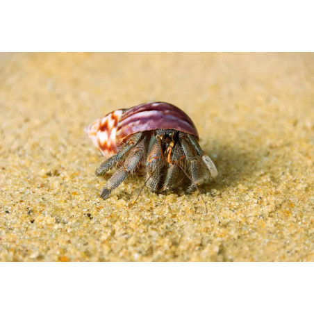 Coenobita sp. - 2.5 - 3 cm