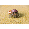 Coenobita sp. - 2.5 - 3 cm