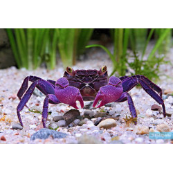 Geosesarma dennerle (vampire purple) - 4 cm