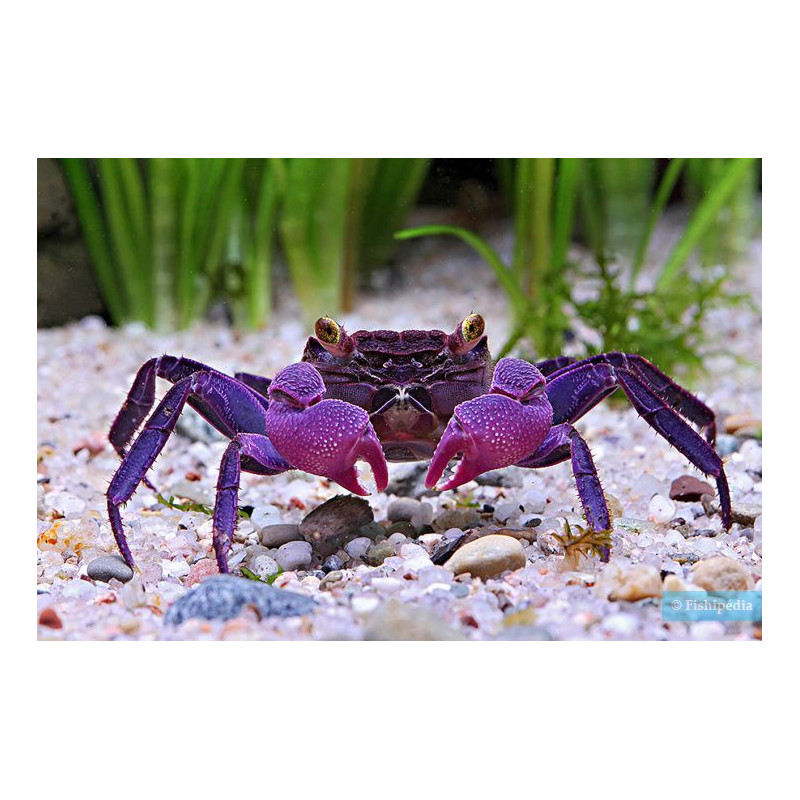 Geosesarma dennerle (vampire purple) - 4 cm