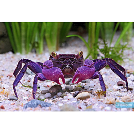 Geosesarma dennerle (vampire purple) - 4 cm
