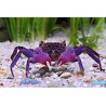 Geosesarma dennerle (vampire purple) - 4 cm