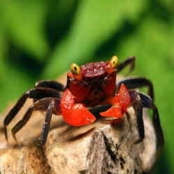 Geosesarma hagen (red devil) - 4 cm