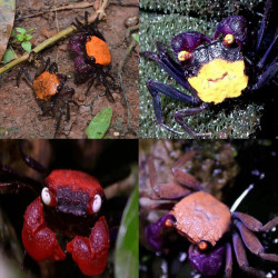 Geosesarma sp. color mix - 4 cm