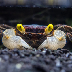 Geosesarma sp. golden eye - 4 cm