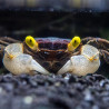 Geosesarma sp. golden eye - 4 cm