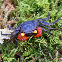 Geosesarma sp. midnight red claw - 3 - 4 cm