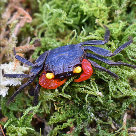 Geosesarma sp. midnight red claw - 3 - 4 cm