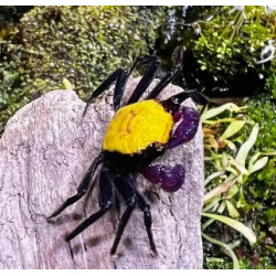 Geosesarma sp. vampire banana - 4 cm