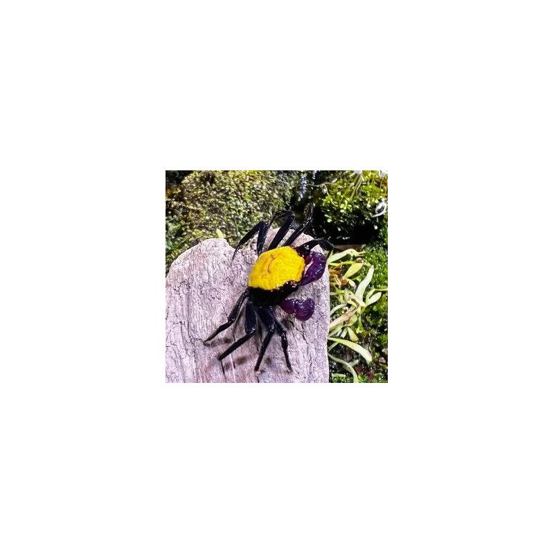 Geosesarma sp. vampire banana - 4 cm