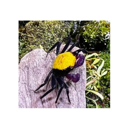 Geosesarma sp. vampire banana - 4 cm