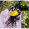 Geosesarma sp. vampire banana - 4 cm
