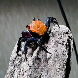 Geosesarma sp. vampire black - 4 cm