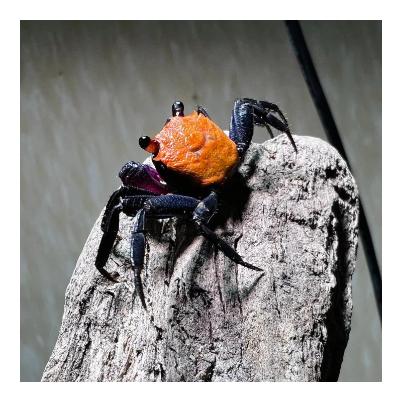 Geosesarma sp. vampire black - 4 cm