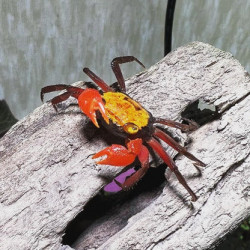 Geosesarma sp. vampire yellow - 4 cm