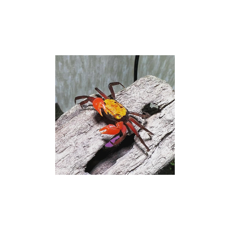 Geosesarma sp. vampire yellow - 4 cm