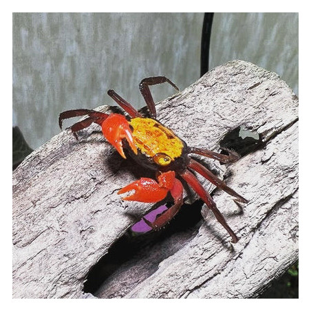 Geosesarma sp. vampire yellow - 4 cm