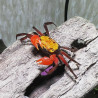 Geosesarma sp. vampire yellow - 4 cm