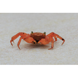 Geosesarma sp. vampire orange - 2 - 3 cm