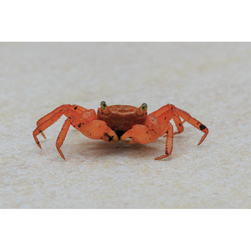 Geosesarma sp. vampire orange - 2 - 3 cm