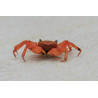 Geosesarma sp. vampire orange - 2 - 3 cm