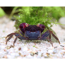 Geosesarma sp. violet - 2 - 3 cm