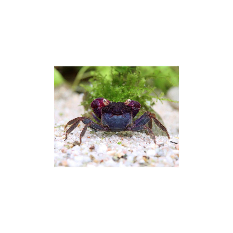 Geosesarma sp. violet - 2 - 3 cm