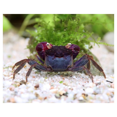 Geosesarma sp. violet - 2 - 3 cm