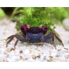 Geosesarma sp. violet - 2 - 3 cm